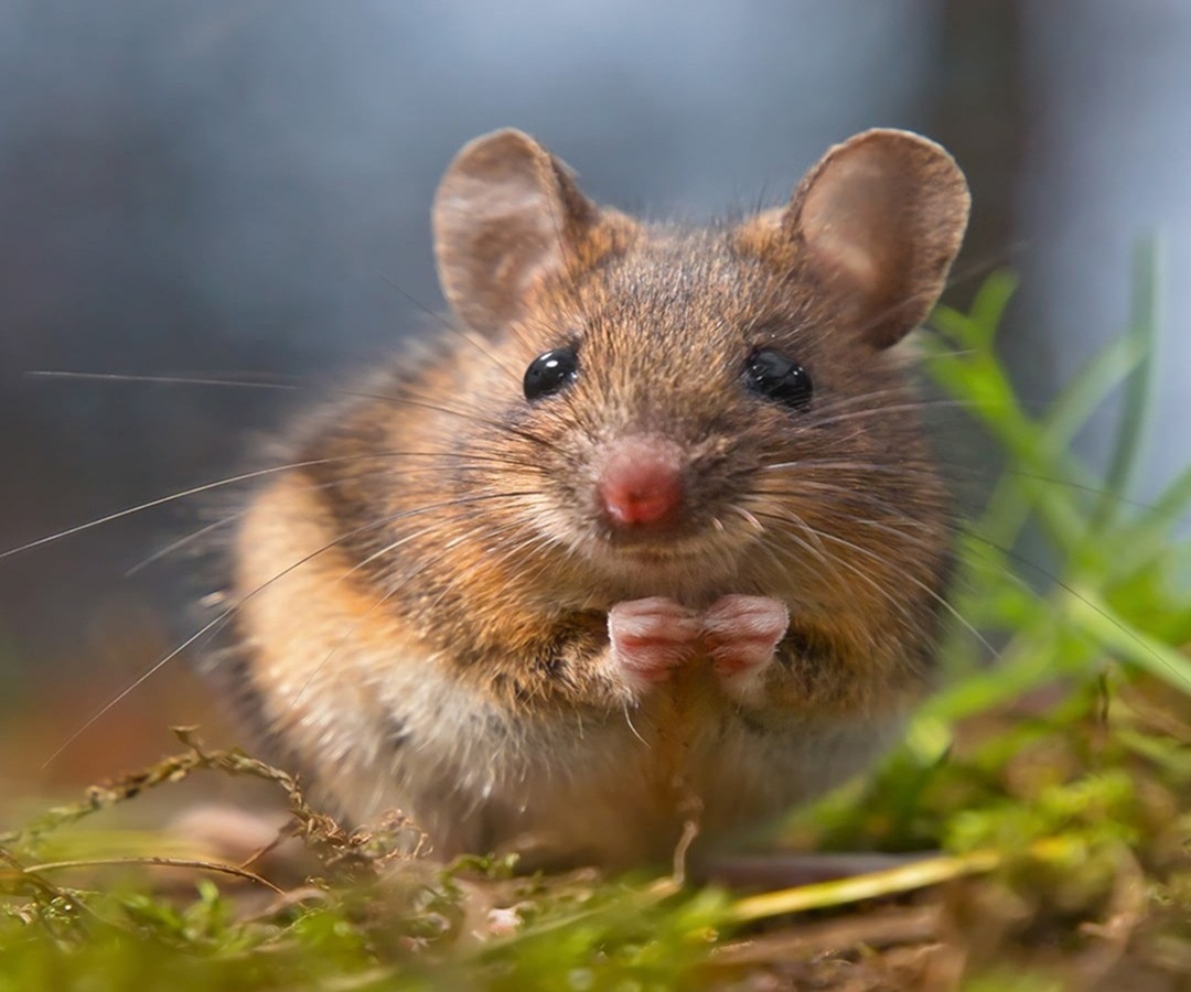 Rodent