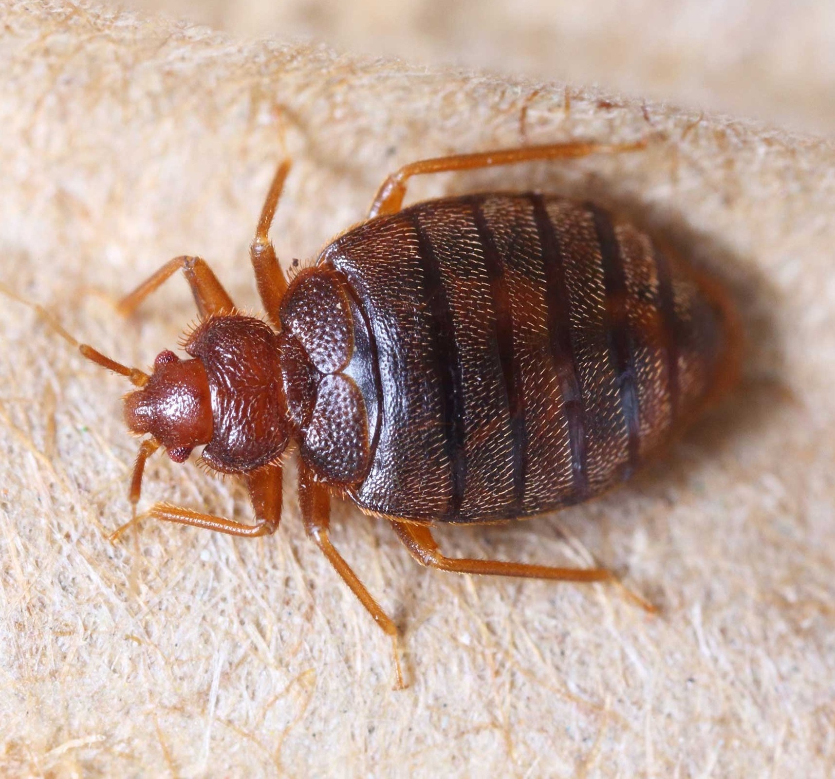 Bed Bug