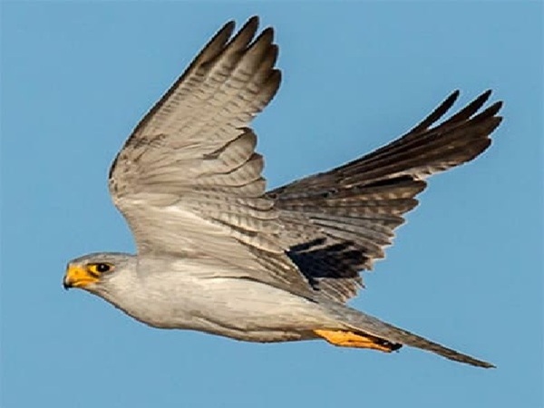 Birds