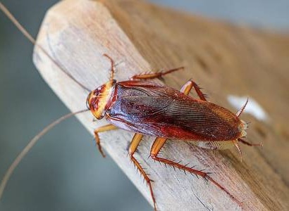 Cockroach