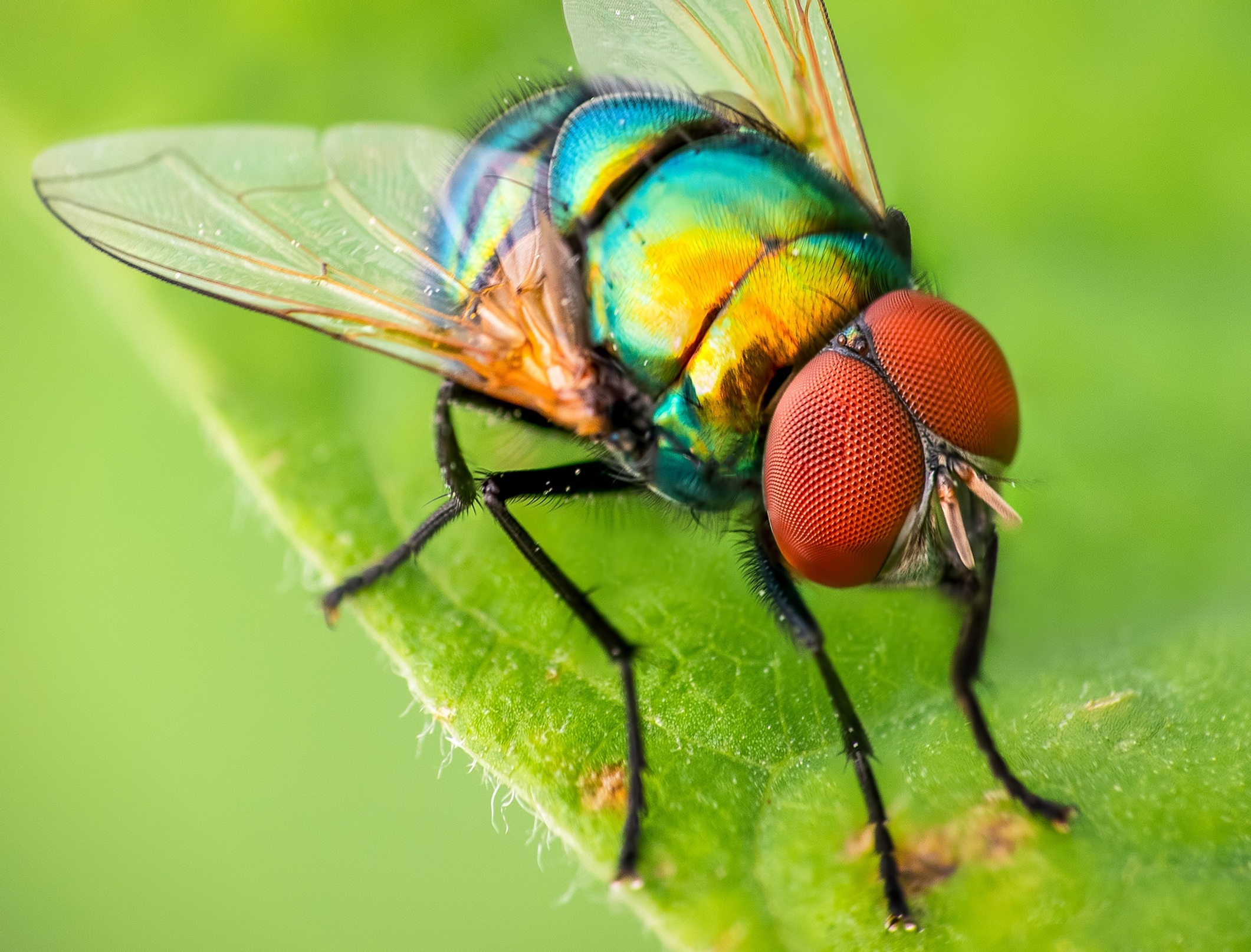 Fly