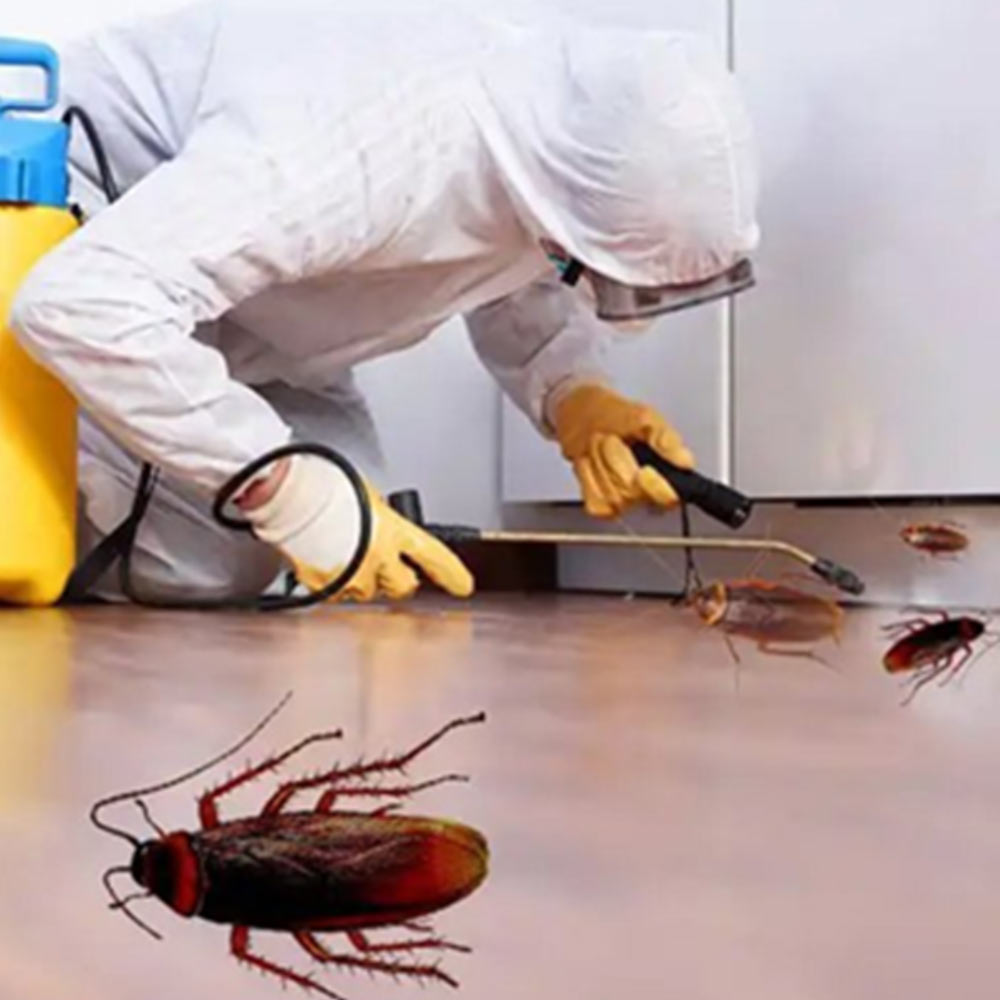 Cockroach Pest Control Services in Pune