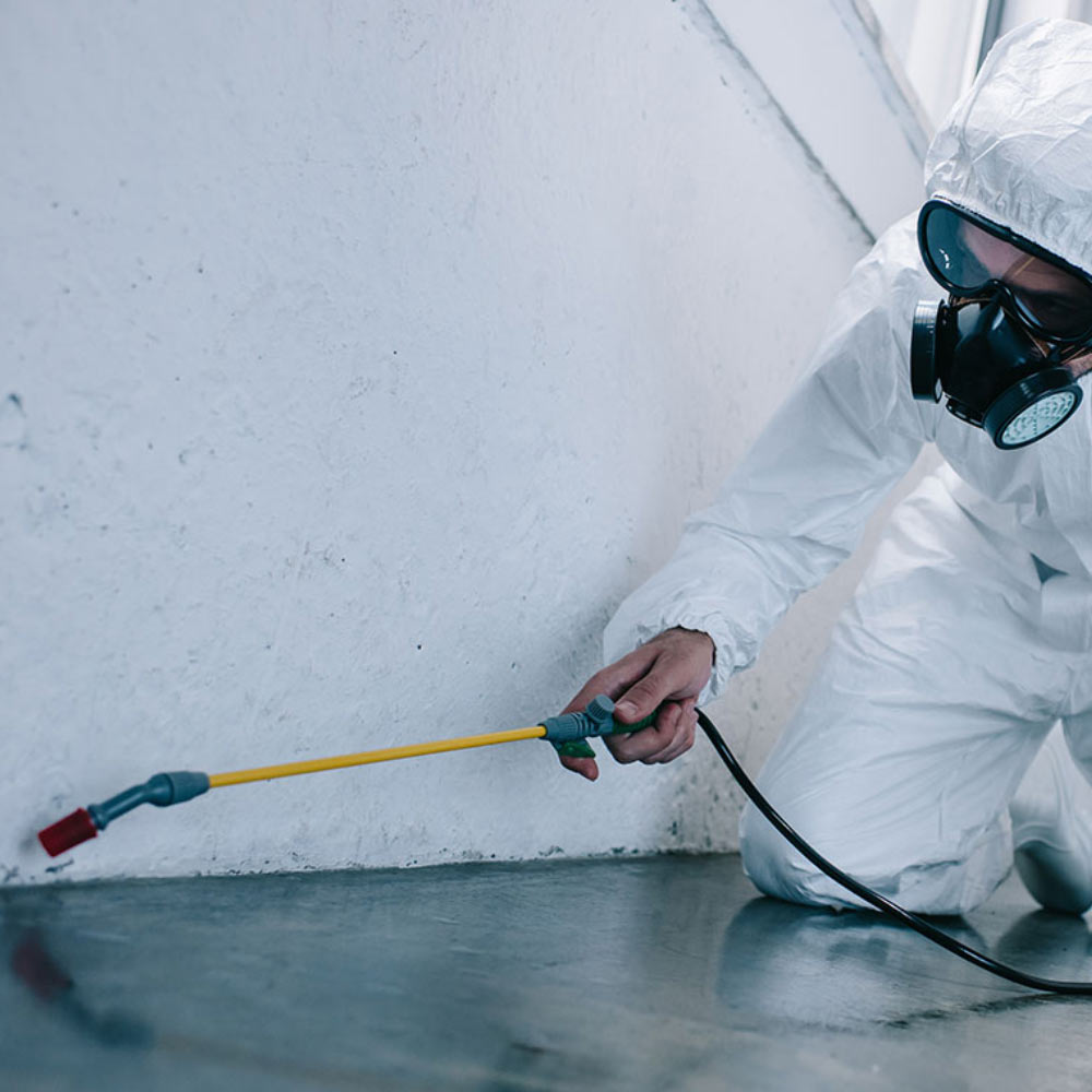 Pest Control in Pune