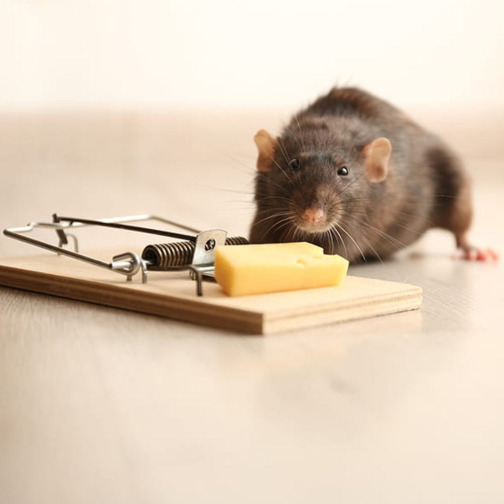 Rodent Control Treatment in Pune