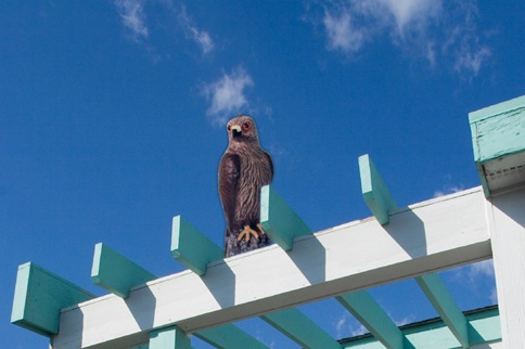 Bird Deterrents