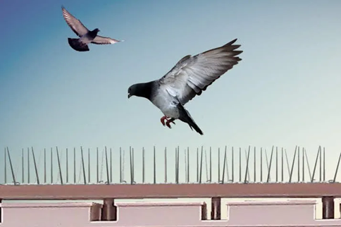 Birds Inspection