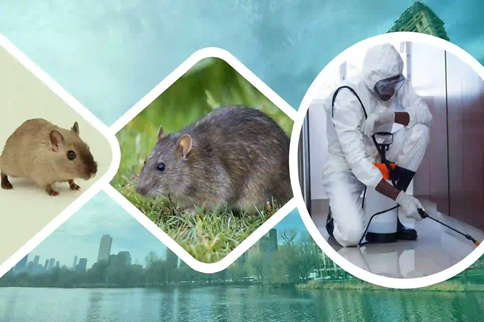 Rodent Inspection
