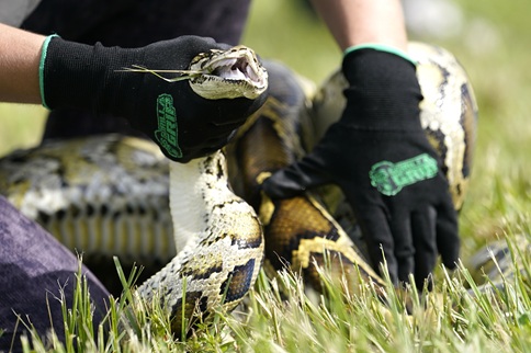 Snake Removal