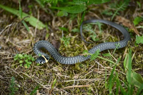 Snake Inspection